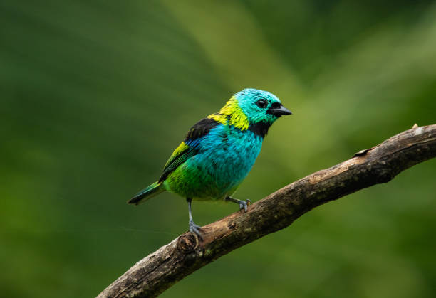 istock Colorful tropical bird 2166611472