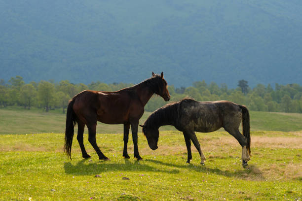 istock Horses standing in grassy field with mountainous backdrop 2166612980