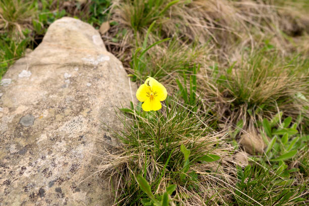 Single yellow flower growing next to a rock in a grassy area. The flower stands out against the natural backdrop. Viola lutea