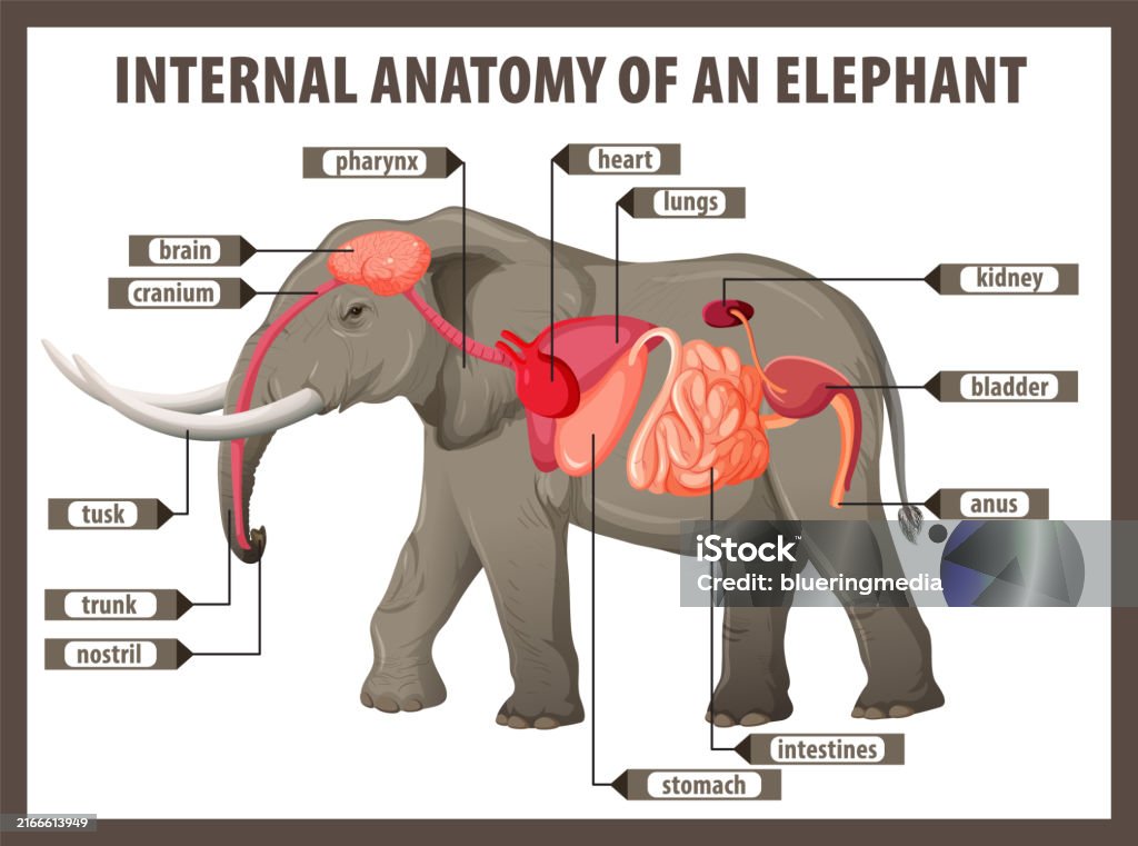 Detailed illustration of elephant's internal organs African Elephant stock vector Detailed illustration of elephant's internal organs African Elephant stock vector