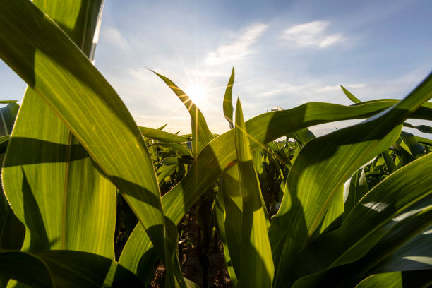 istock a field with green corn foliage in the summer sunset 2166614130
