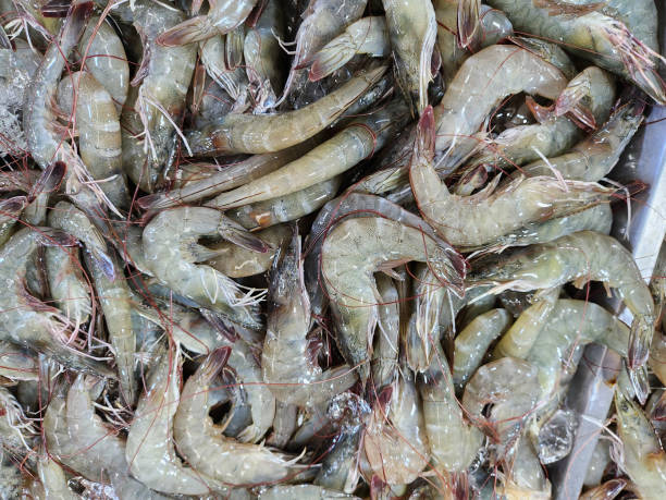 istock Fresh shrimp seafood background or texture 2166614519