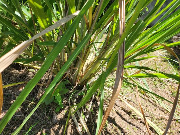 istock Close up of lemon grass herb 2166614651