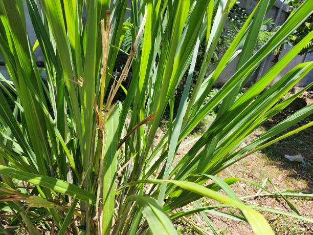 istock Close up of lemon grass herb 2166614655