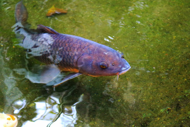 Some Koi fishes of different colors and sizes swimming together in the lake