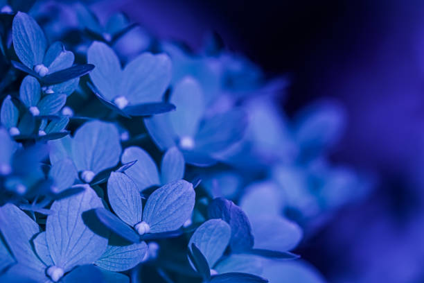 istock Background of dark blue petals of Hydrangea or Hydrangea. Soft focus 2166616195