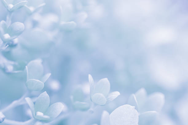 Background of white blue petals of Hydrangea or Hydrangea close-up. Soft focus