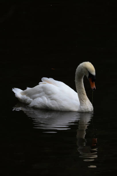 istock Swan on the lake 2166616243
