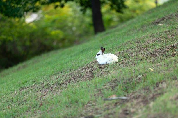 Rabbit (Oryctolagus cuniculus)