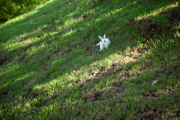 Idyllic landscape at the park