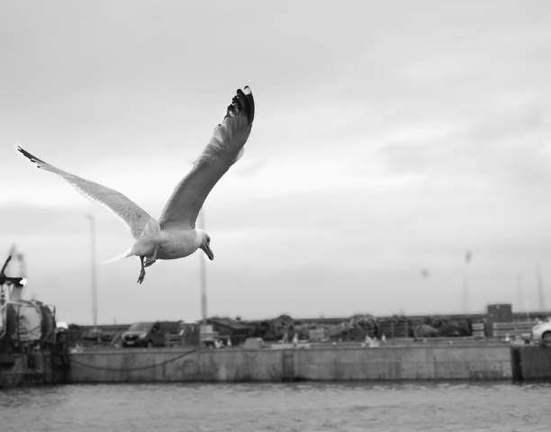 Photograph of a beautiful  seagull fron Howth - Ireland. The image can be used in backgrounds, advertisements, marketing, designs and folders.