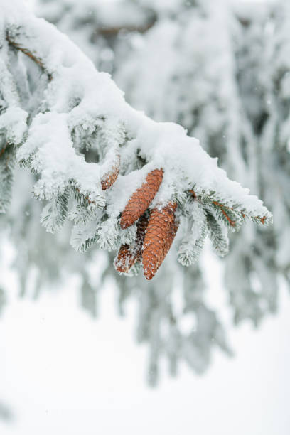 Trees in the snow. Beautiful winter. Winter.