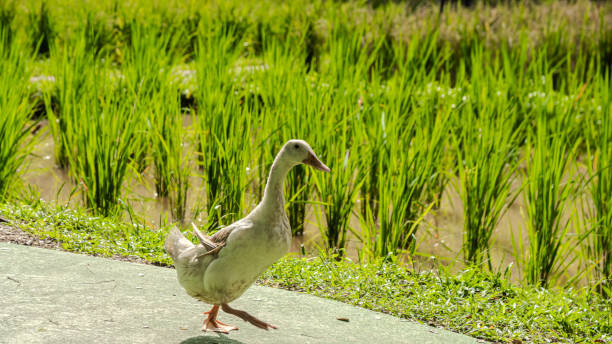 Ducks Clean Rice Paddy 920+ Duck In The Rice Field Stock Photos, Pictures & Royalty-Free ...