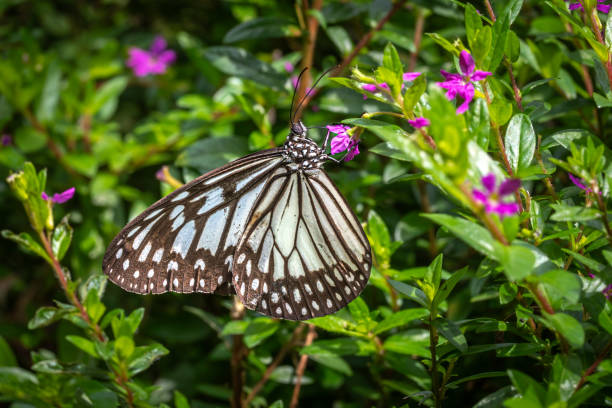 The glassy tiger butterfly, (Tanaecia pelea, in a garden in Bali.