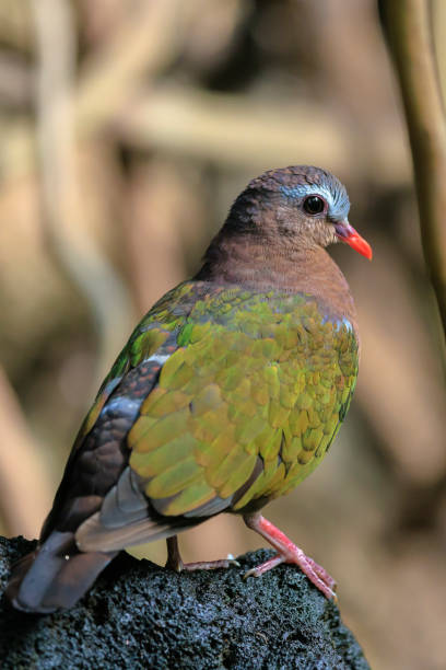 istock common emerald dove, Asian emerald dove, or grey-capped emerald dove Chalcophaps indica perched 2166626663