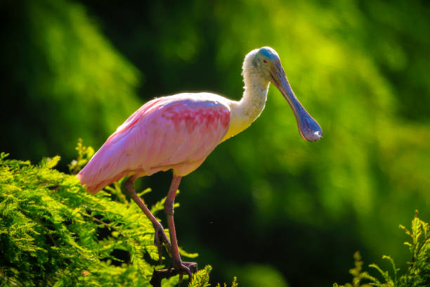 istock Closeup of a Roseate spoonbill Platalea ajaja perched in a tree 2166626665