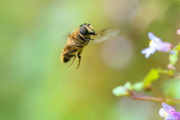 Drone fly Eristalis tenax insect in flight on a sunny day during Springtime season