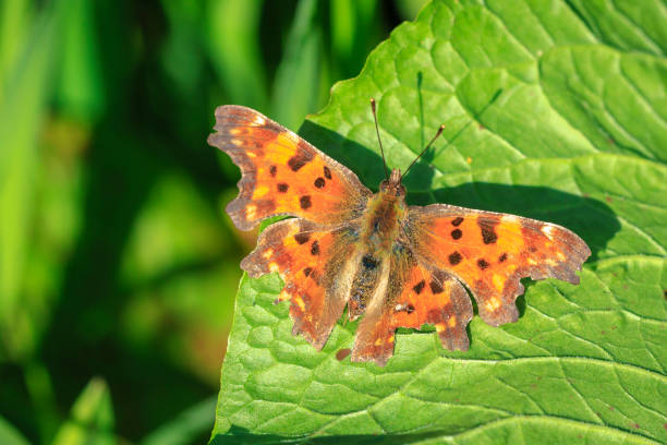 istock Comma butterfly Polygonia c-album resting side view 2166626723