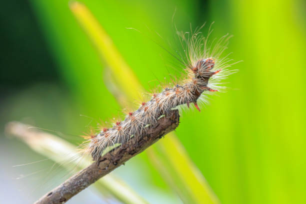 istock Gypsy moth or spongy moth , Lymantria dispar, caterpillar crawling and climbing. 2166626725
