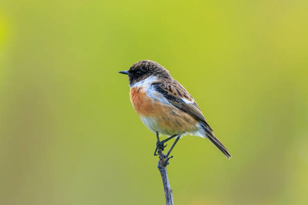 istock Male Stonechat, Saxicola rubicola, bird singing 2166626794