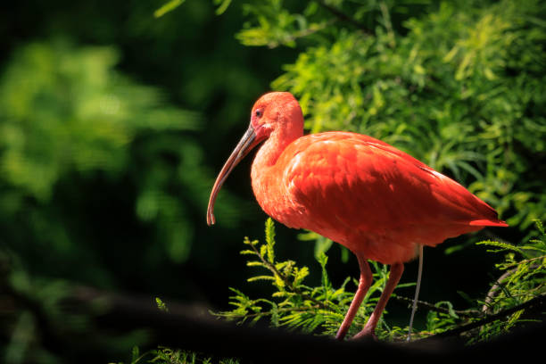 istock Scarlet Ibis bird Eudocimus ruber foraging on the ground 2166626849