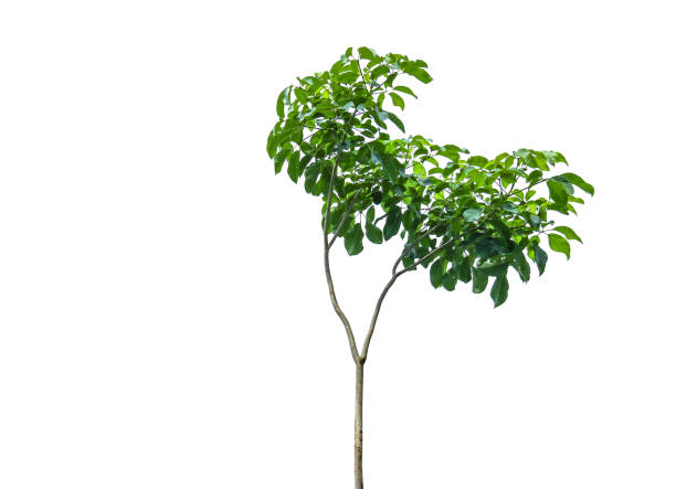 istock A cut-out of a tree top on a white background with clipping paths. 2166627013