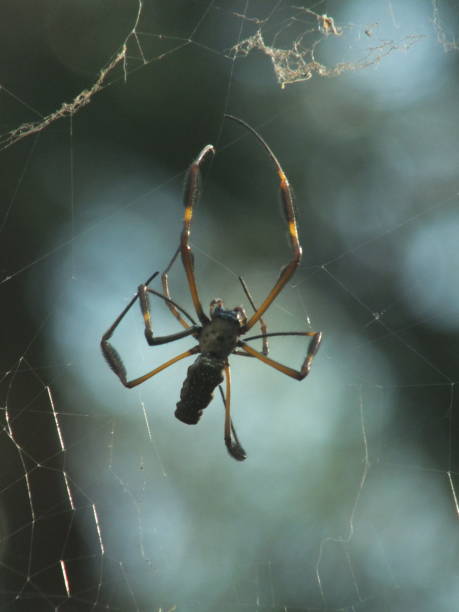 istock Golden Orb Weaver Spider on a Web 2166627040