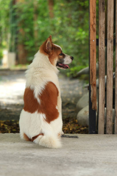 aggressive dog Thai Bang Kaeo