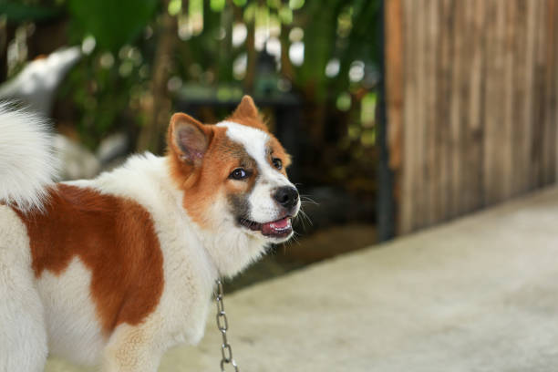 aggressive dog Thai Bang Kaeo