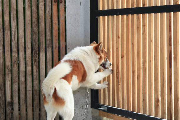 aggressive dog Thai Bang Kaeo