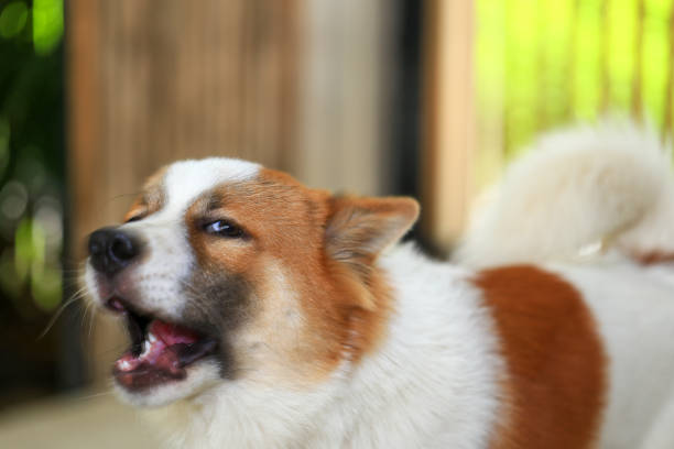aggressive dog Thai Bang Kaeo