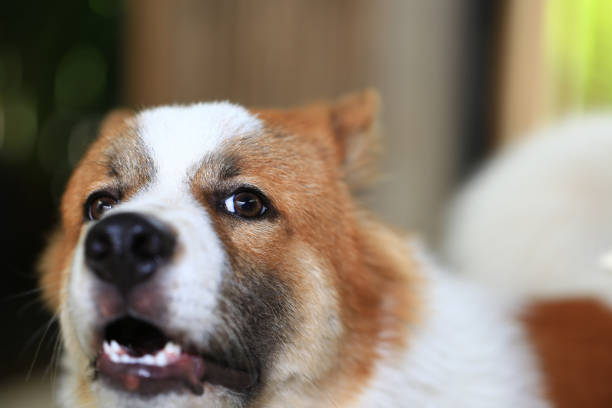 old thai dog