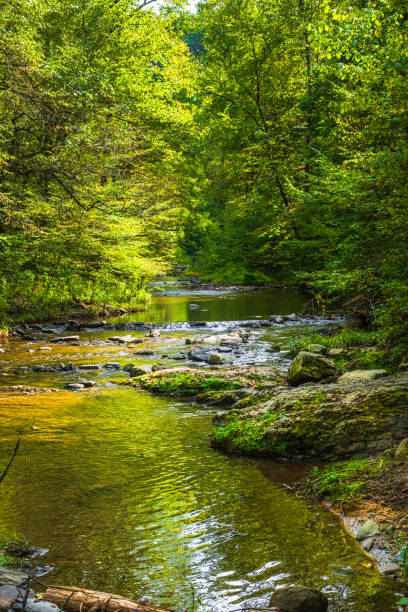 istock Paint Creek flows downstream and pools in a rocky cove shaded by trees 2166630268