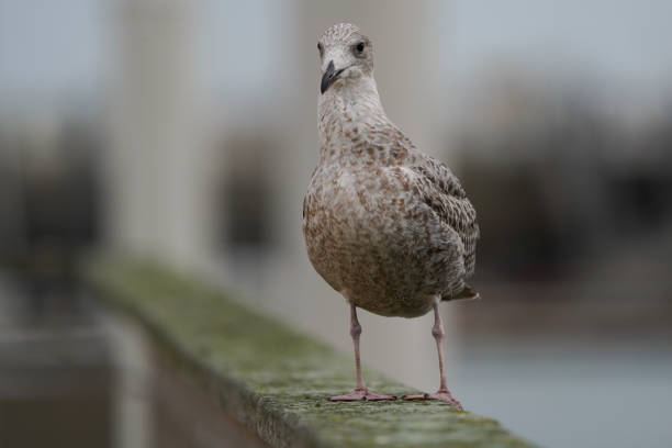 Large gull with grey wings and pink legs. Omnivorous feeder of fish, invertebrates and scraps. Photo taken on Irelands Eye, Howth, Dublin.