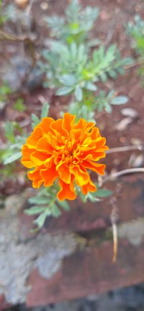 istock Tagete flower, protective plant for vegetable gardens. 2166631419