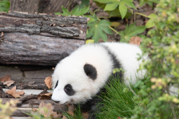 istock Little Panda on the Green Yard, Chengdu, China 2166631704