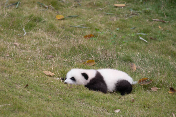istock Close up Little Panda in Chengdu, China 2166631722