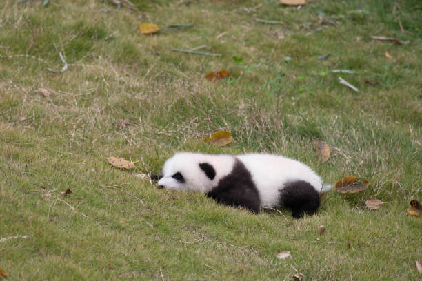 istock Close up Little Panda in Chengdu, China 2166631733