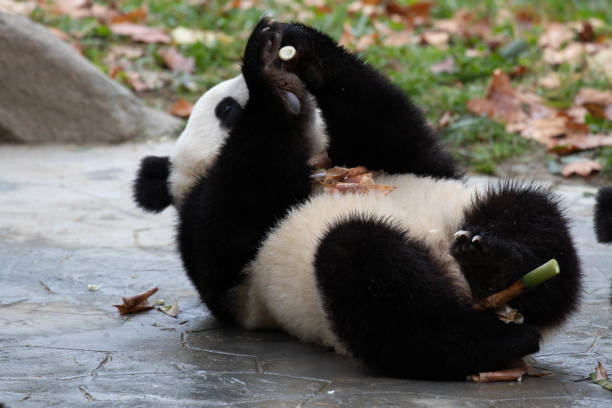 istock Close up Little Fulffy Panda 2166631817