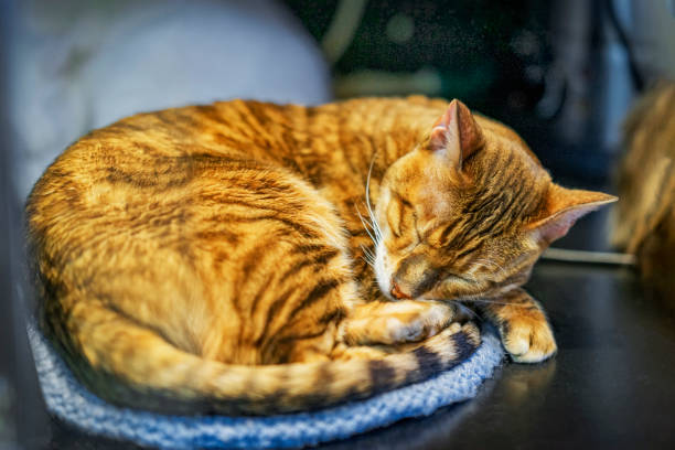 istock Peaceful, sleeping orange tabby cat curled up on blanket 2166632614