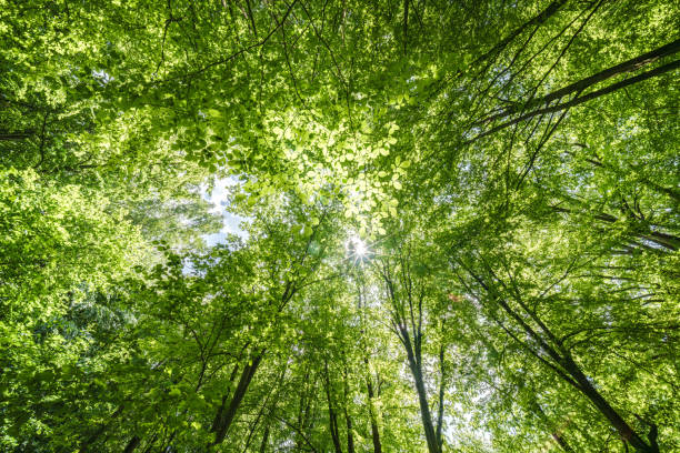 istock Gazing Upward Through a Lush Green Tree Canopy Illuminated by Warm Sunlight Filtering Through 2166632645