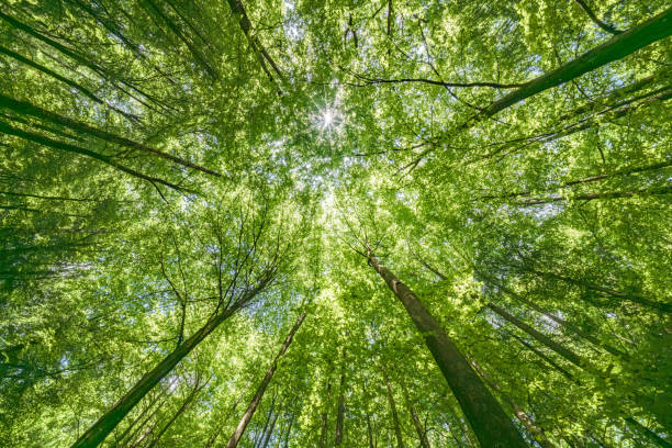 istock Gazing Upward Through a Lush Green Tree Canopy Illuminated by Warm Sunlight Filtering Through 2166632669