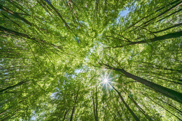 istock Gazing Upward Through a Lush Green Tree Canopy Illuminated by Warm Sunlight Filtering Through 2166632709