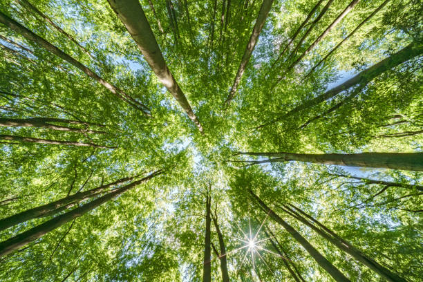 istock Gazing Upward Through a Lush Green Tree Canopy Illuminated by Warm Sunlight Filtering Through 2166632731