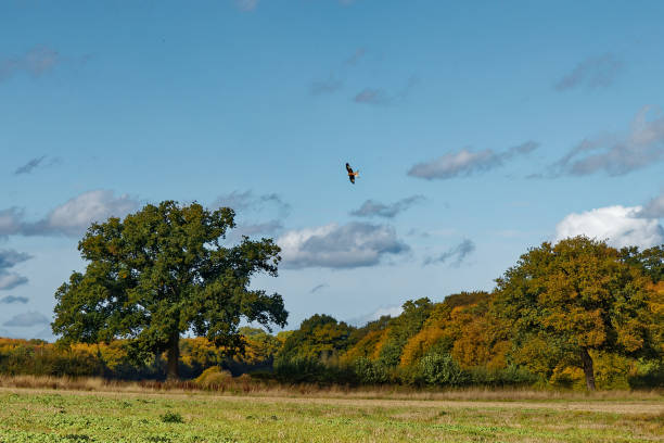 Kite over Hertfordshire
