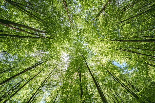 istock Gazing Upward Through a Lush Green Tree Canopy Illuminated by Warm Sunlight Filtering Through 2166632879