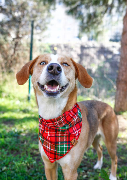 istock a smiling blue-eyed dog 2166634634