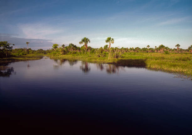 istock Estuary with palm trees in Venezuela 2166637107