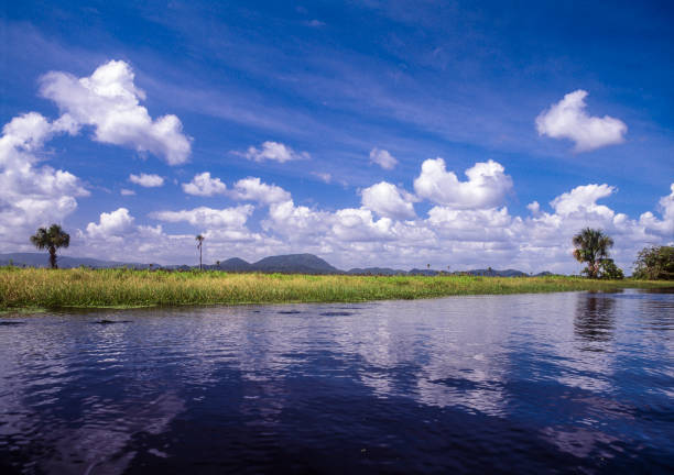 Estuary with palm trees, Turuepano, Sucre State, Venezuela