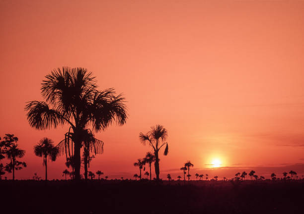 Estuary with palm trees, Turuepano, Sucre State, Venezuela